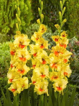 images/productimages/small/V265 201557 Gladiolus Jester.jpg